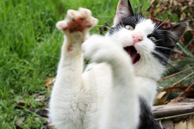 抢七之夜的节拍器,西亚卡姆如何以无声的鼓点引领全队